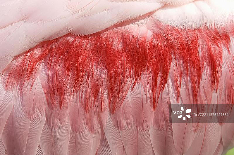 玫瑰琵鹭羽毛细节图片素材