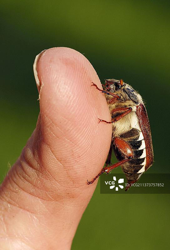 五月金龟子，德国北莱茵-威斯特法伦图片素材