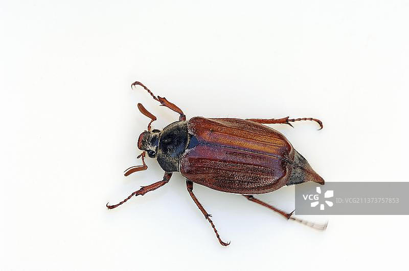 欧洲金龟子图片素材