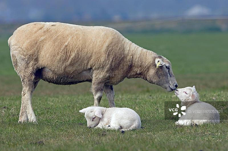 家养绵羊和小羊羔图片素材
