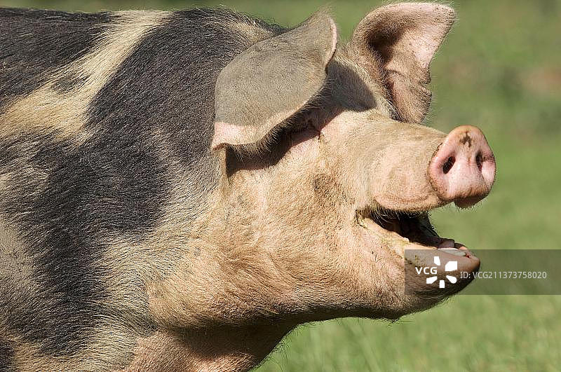 散养家猪图片素材