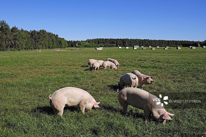 散养家猪图片素材