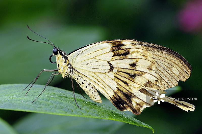 非洲燕尾蝶（达摩凤蝶）侧面图片素材