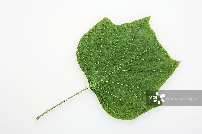 鹅掌楸叶图片素材