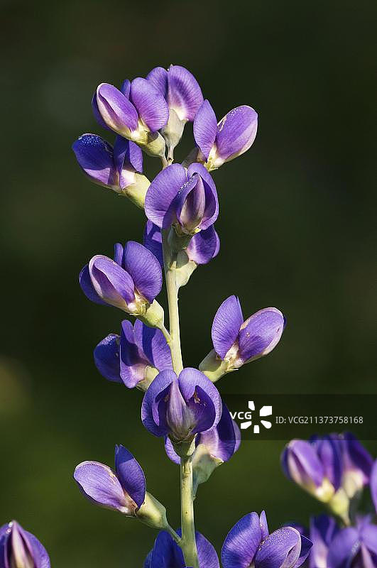 蓝色野生靛蓝图片素材