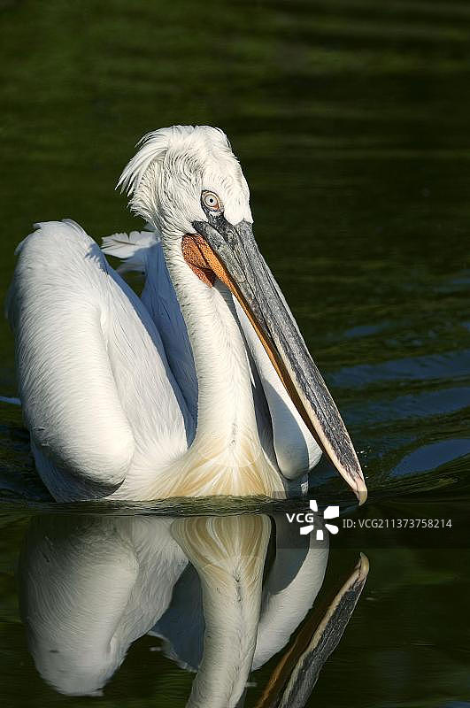 卷羽鹈鹕图片素材
