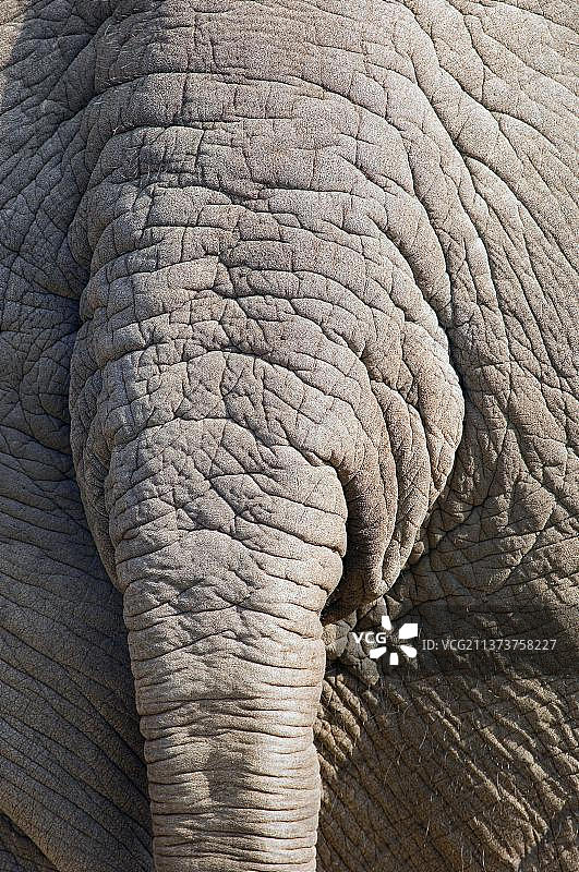 印度象尾巴，亚洲象图片素材