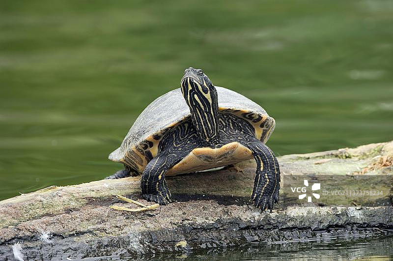 巴西龟图片素材
