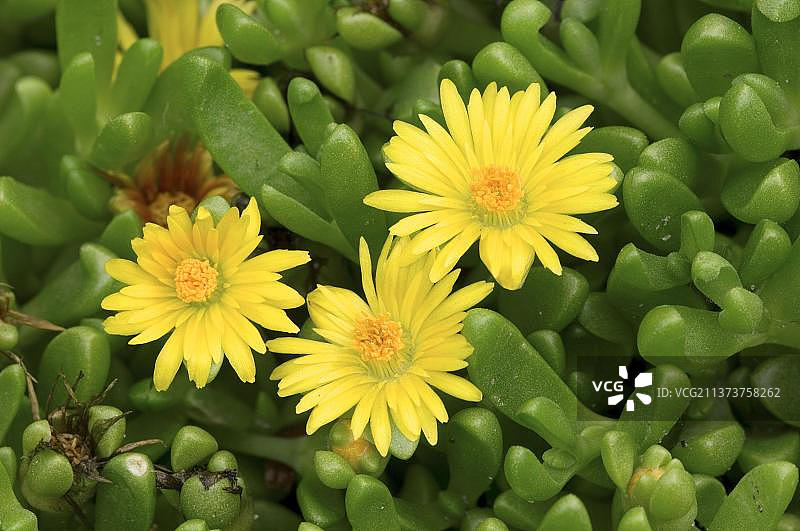 莱索托多年生冰草图片素材