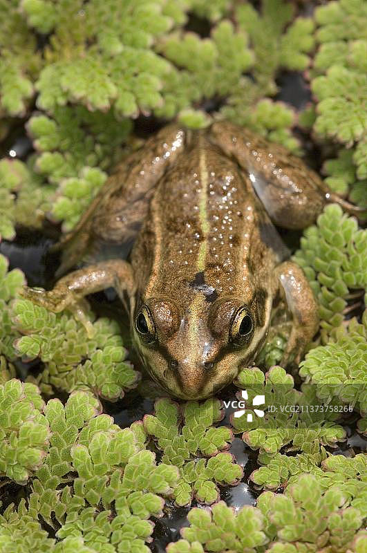 食用蛙幼崽，德国北莱茵-威斯特法伦州图片素材