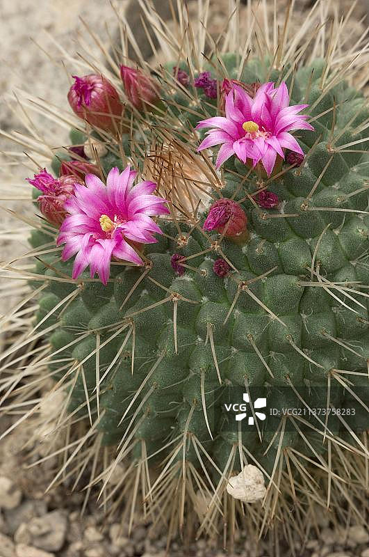 刺座仙人球图片素材