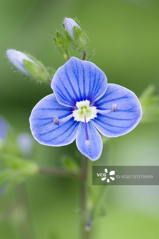 婆婆纳(Veronica chamaedrys)，北莱茵-威斯特法伦州，德国，欧洲图片素材