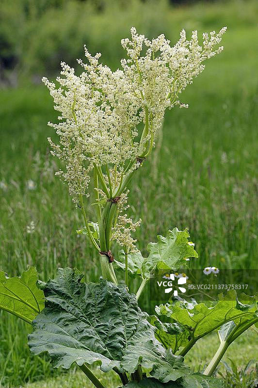 大黄（Rheum rhabarbarum）图片素材