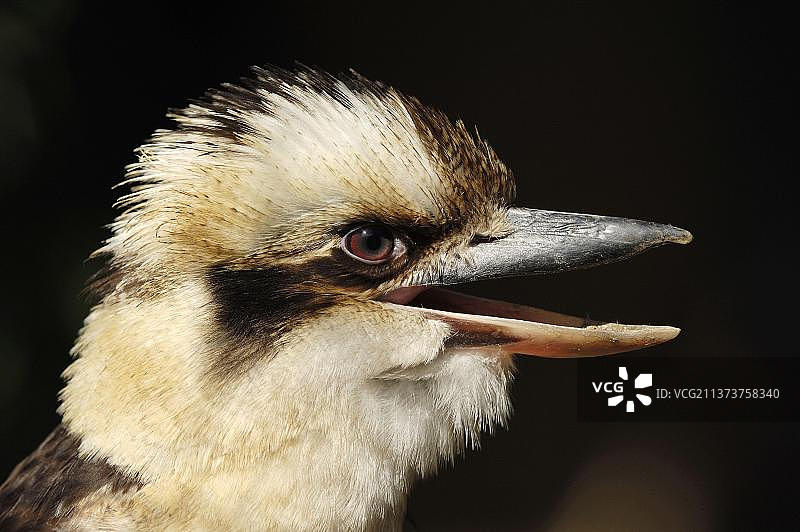 笑翠鸟侧面轮廓图片素材