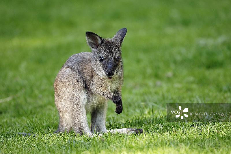幼年红颈小袋鼠图片素材