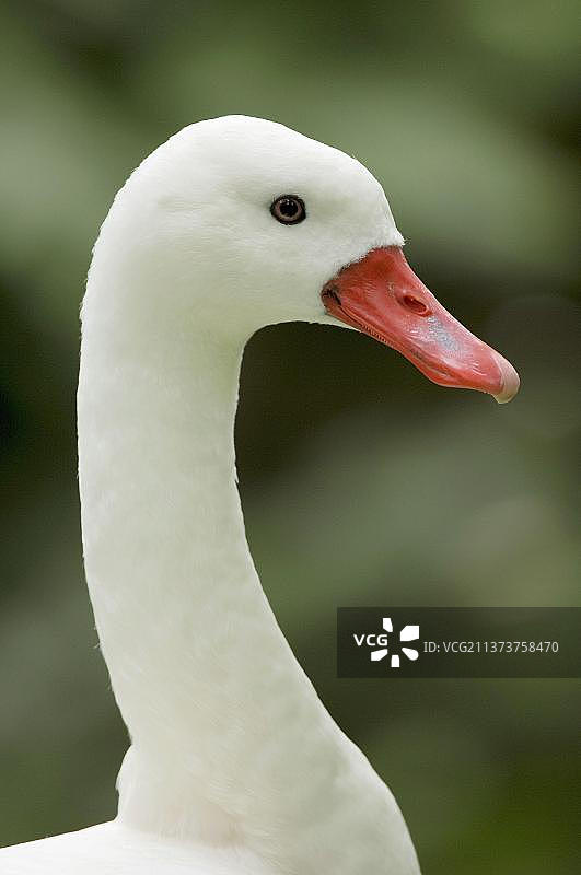 科斯科罗巴天鹅（Coscoroba coscoroba），侧面轮廓图片素材