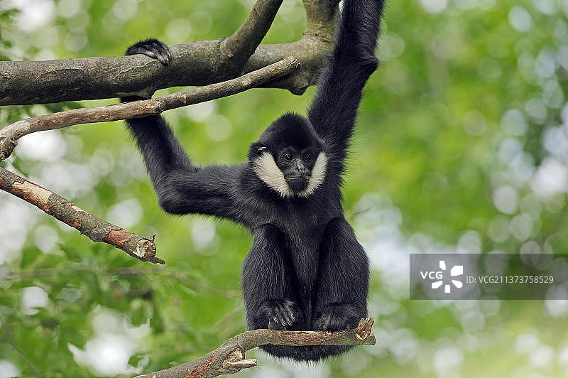 年轻白颊长臂猿图片素材