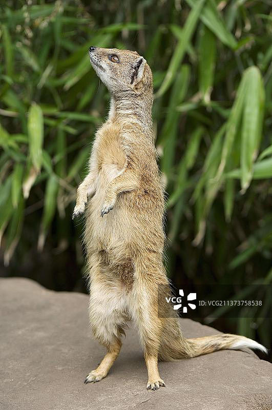 黄色獴图片素材