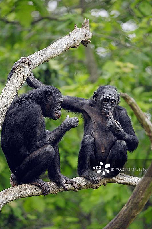 倭黑猩猩图片素材
