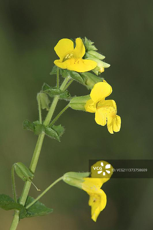 荷兰的普通沟酸浆图片素材