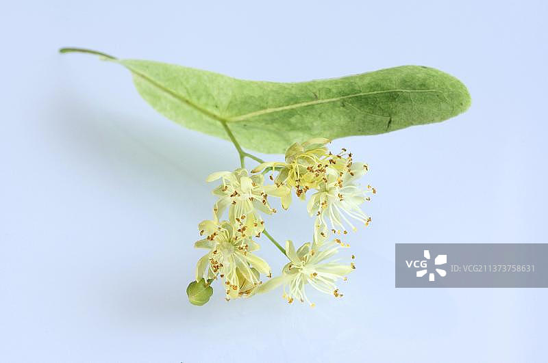 大叶椴树花图片素材