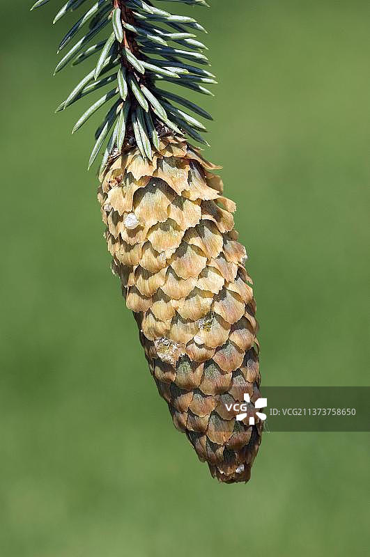 蓝云杉，锥果（Picea pungens f. glauca）图片素材