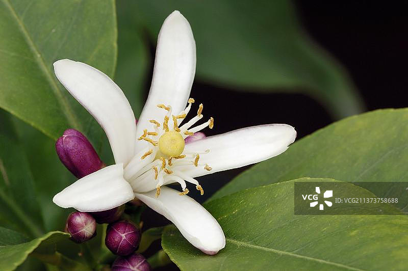 柠檬（柑橘柠檬）花图片素材