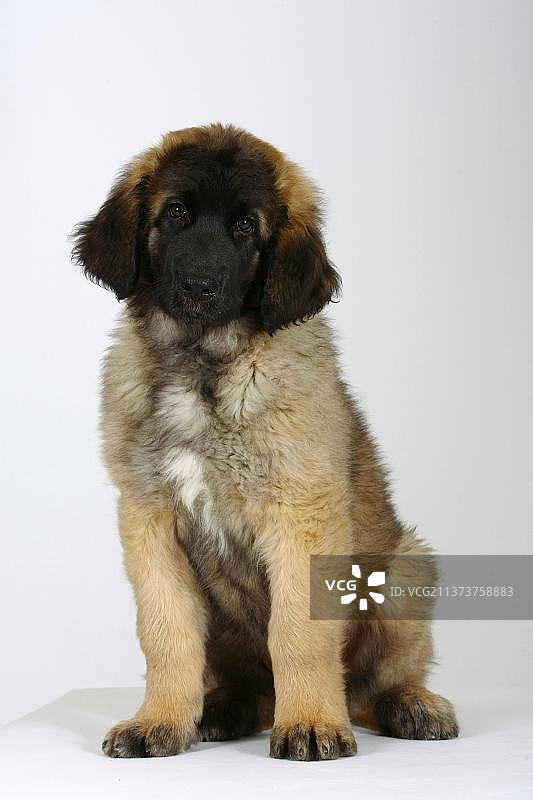 11周大的兰伯格幼犬图片素材