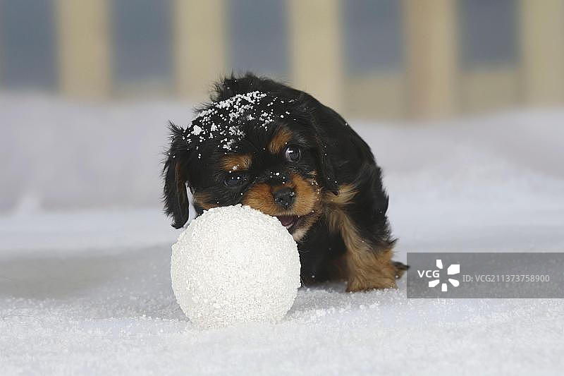 查理士王小猎犬幼犬：黑褐色，6周大，啃雪球图片素材