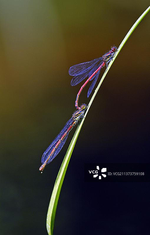 一对红色豆娘（Pyrrhosoma nymphula），豆娘图片素材