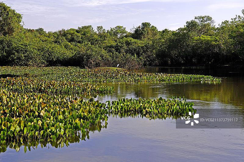 巴西潘塔纳尔的水葫芦(凤眼莲属)，凤眼莲科图片素材