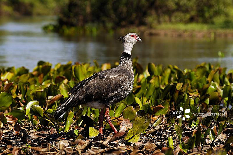 巴西潘塔纳尔湿地的叫鸭图片素材