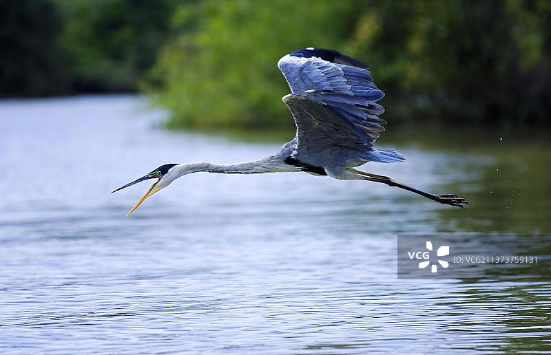 巴西南美洲的白颈鹭图片素材