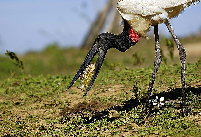 美洲鹮与猎物，巴西图片素材