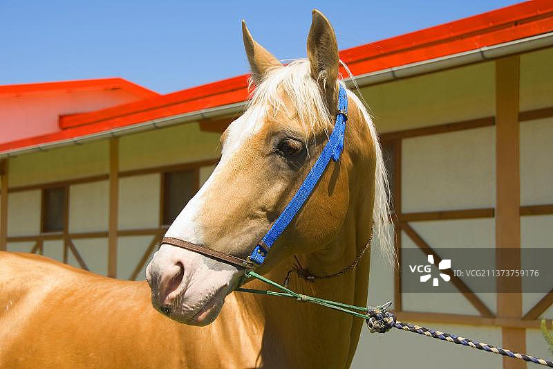 阿哈尔捷金马，种马场，阿什哈巴德，土库曼斯坦，亚洲图片素材