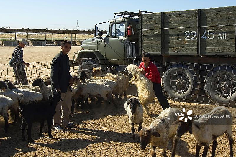 土库曼斯坦阿什哈巴德托尔库查巴扎：绵羊和山羊的交易市场图片素材