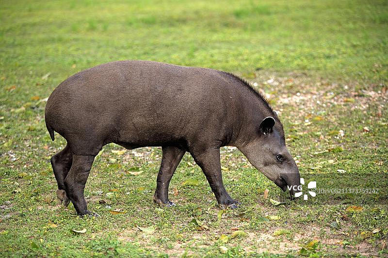 巴西貘图片素材