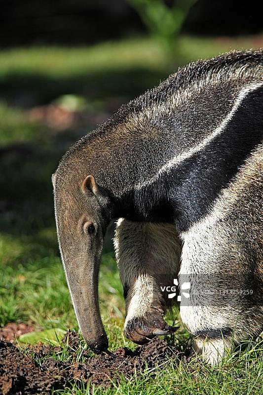 大食蚁兽，潘塔纳尔，巴西，南美洲图片素材