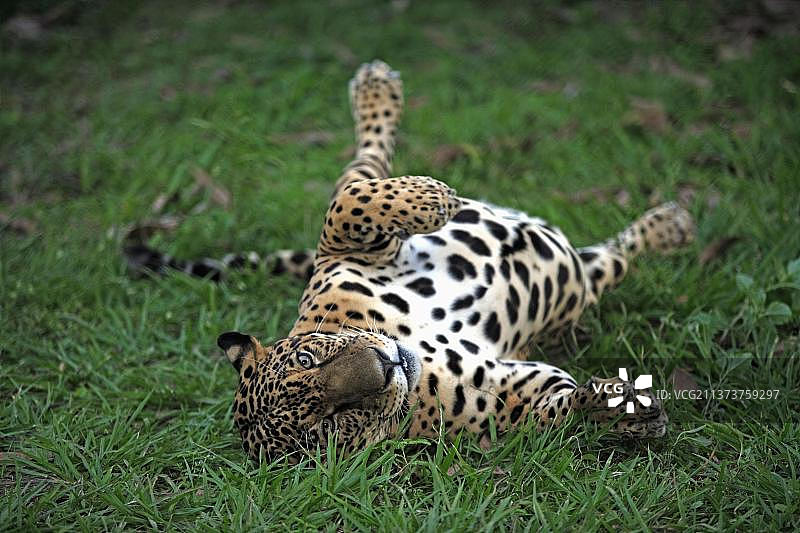 Pantanal, Brazil, South America图片素材
