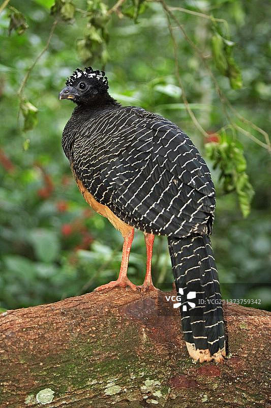 巴西潘塔纳尔的雌性裸脸凤冠雉图片素材