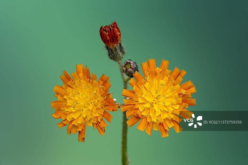 Hieracium aurantiacum，德国，欧洲图片素材