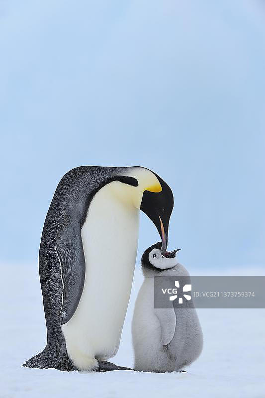 帝企鹅和企鹅幼崽，雪丘岛，南极半岛图片素材