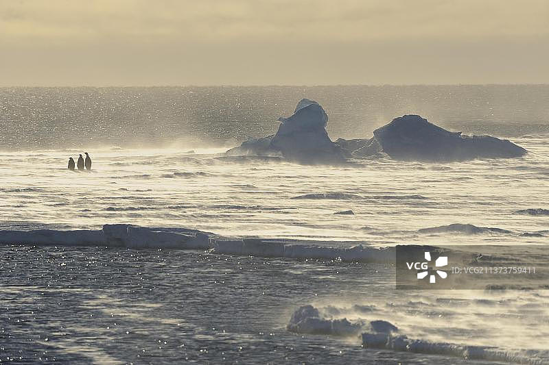 南极半岛雪山岛上的三只成年帝企鹅图片素材