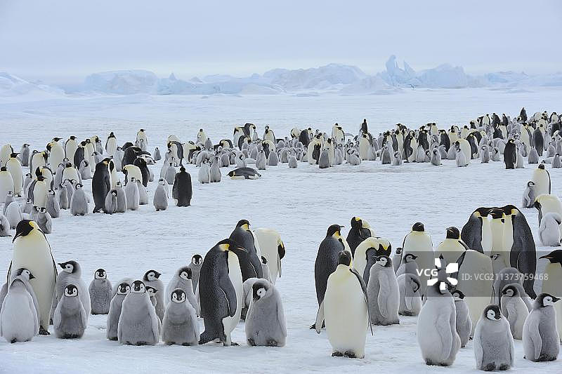 南极半岛雪丘岛上的帝企鹅群落，包含成年企鹅和幼企鹅图片素材