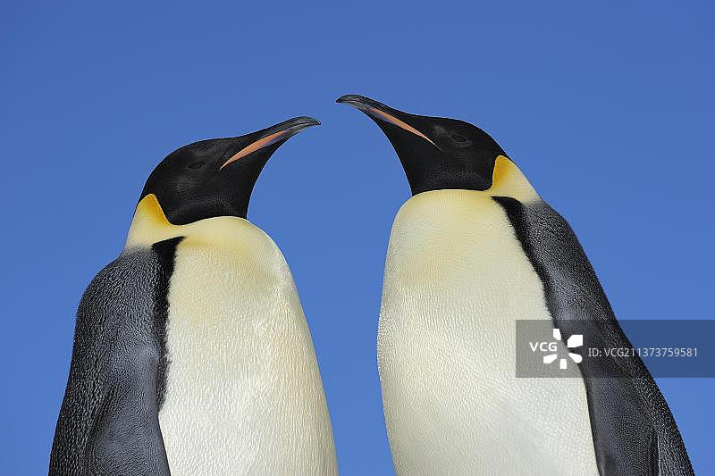 南极半岛雪丘岛上的两只成年帝企鹅图片素材