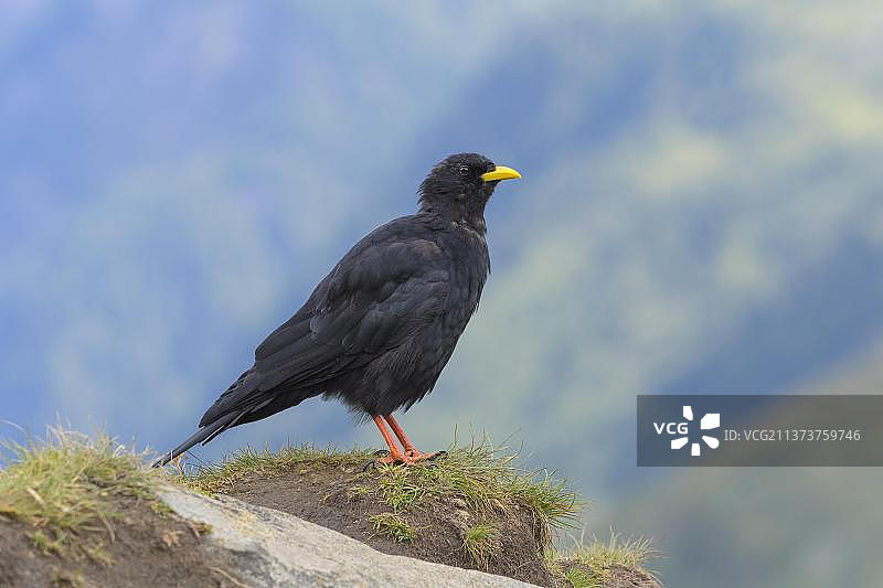 高山兀鹫，奥地利高地陶恩国家公园图片素材