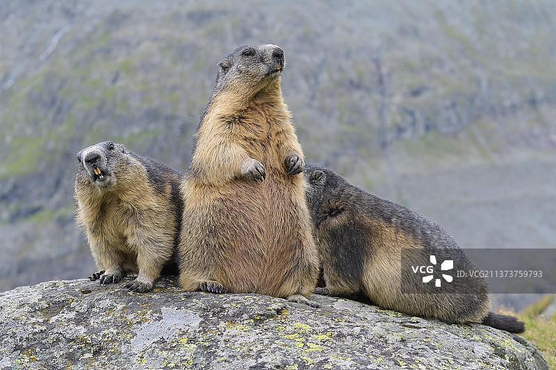 奥地利高地陶恩国家公园里的三只高山旱獭图片素材