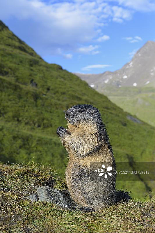 站立的旱獭，奥地利高地陶恩国家公园图片素材