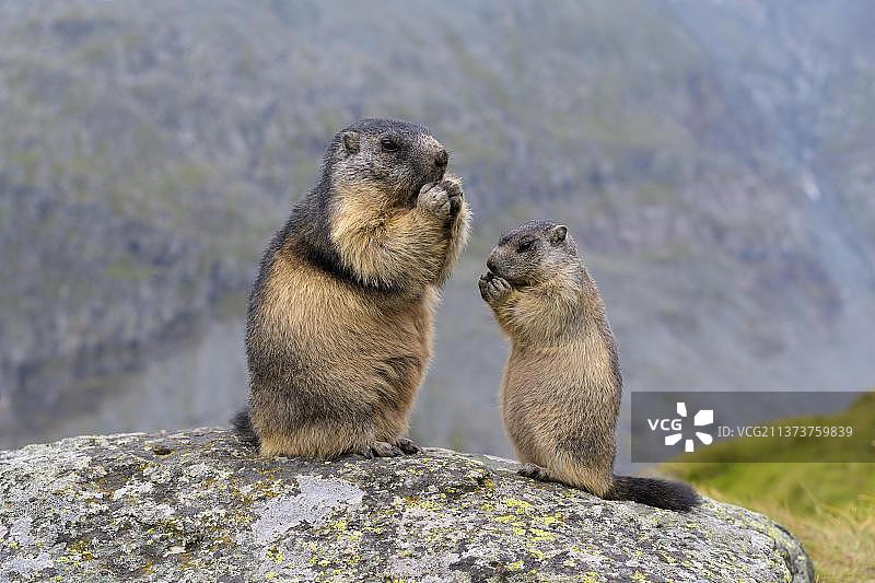 奥地利 Hohe Tauern 国家公园的成年旱獭及其幼崽图片素材