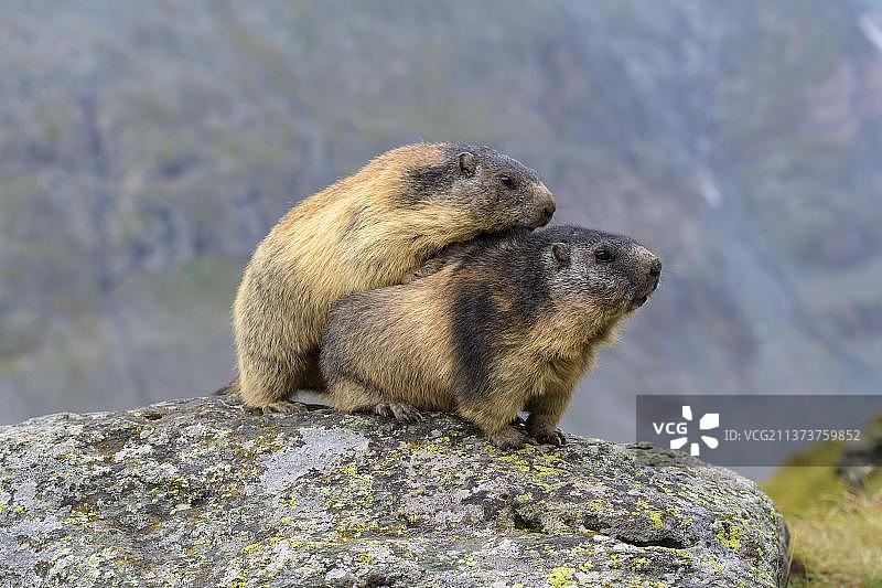 奥地利高地陶恩国家公园的两只阿尔卑斯旱獭图片素材